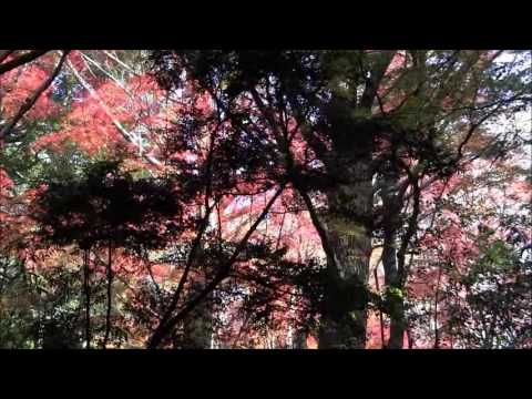 鎌倉/最高の紅葉絶景ポイント『獅子舞』（天園ハイキングコース）（12/6）-紅葉は今絶頂、10日までが見ごろか⑦ - YouTube