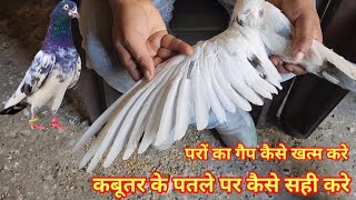 Kabutar ke Patle Par Kese sahi kare