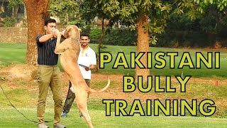 Pakistani Bully Training At Action Dogs by Animal Guru 12,150 views 2 years ago 7 minutes, 38 seconds