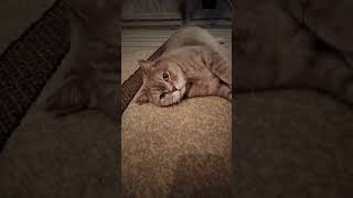 Баксик декабрь 2025г. #cat#cats #home #comfort #holiday