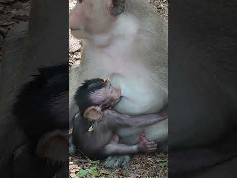 Adorable Baby Monkey Breastfeeding Milk EP16 #Shorts