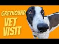 Greyhound at the vet!