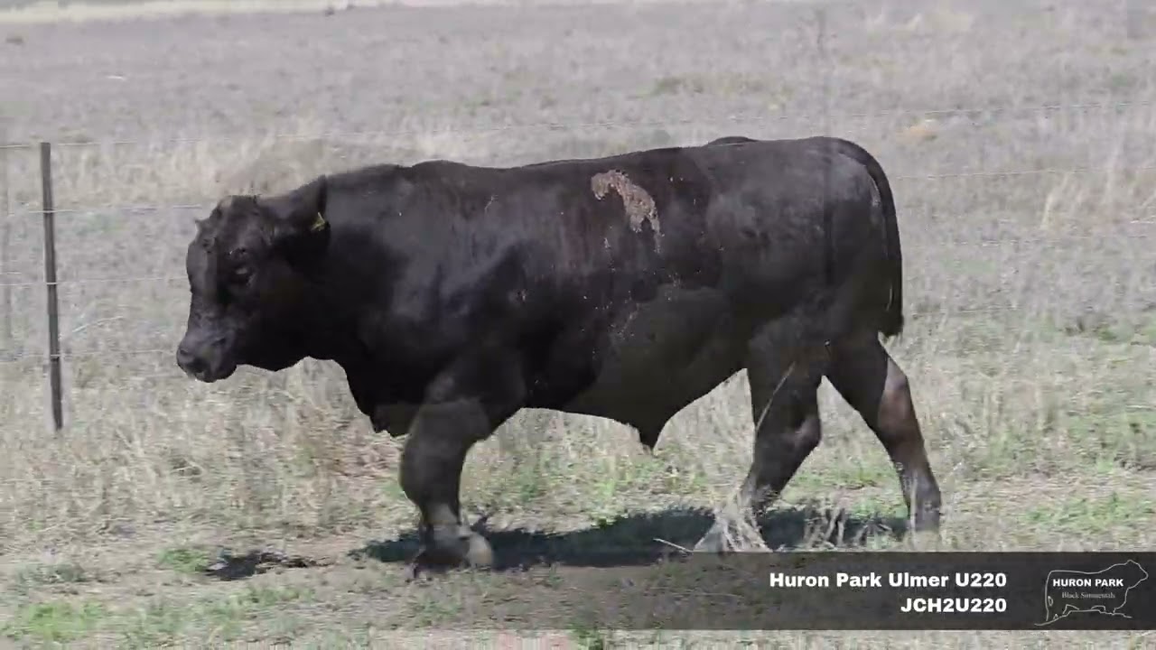 HURON PARK ULMER U220 - JCH2U220 - Huron Park Black Simmentals Injune