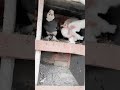 Whait baby pigeons beautiful shorts status video 2023 NT Pigeons Youtube #shorts