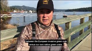 Invasive European green crab in Canadian waters