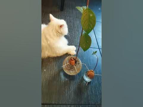 Кот и магический росток авокадо - YouTube