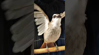 Trucukan Uplik Uplik Garuda