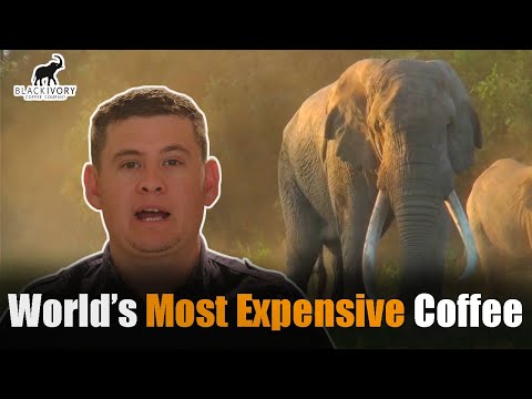 Black Ivory | World's Most Expensive Coffee