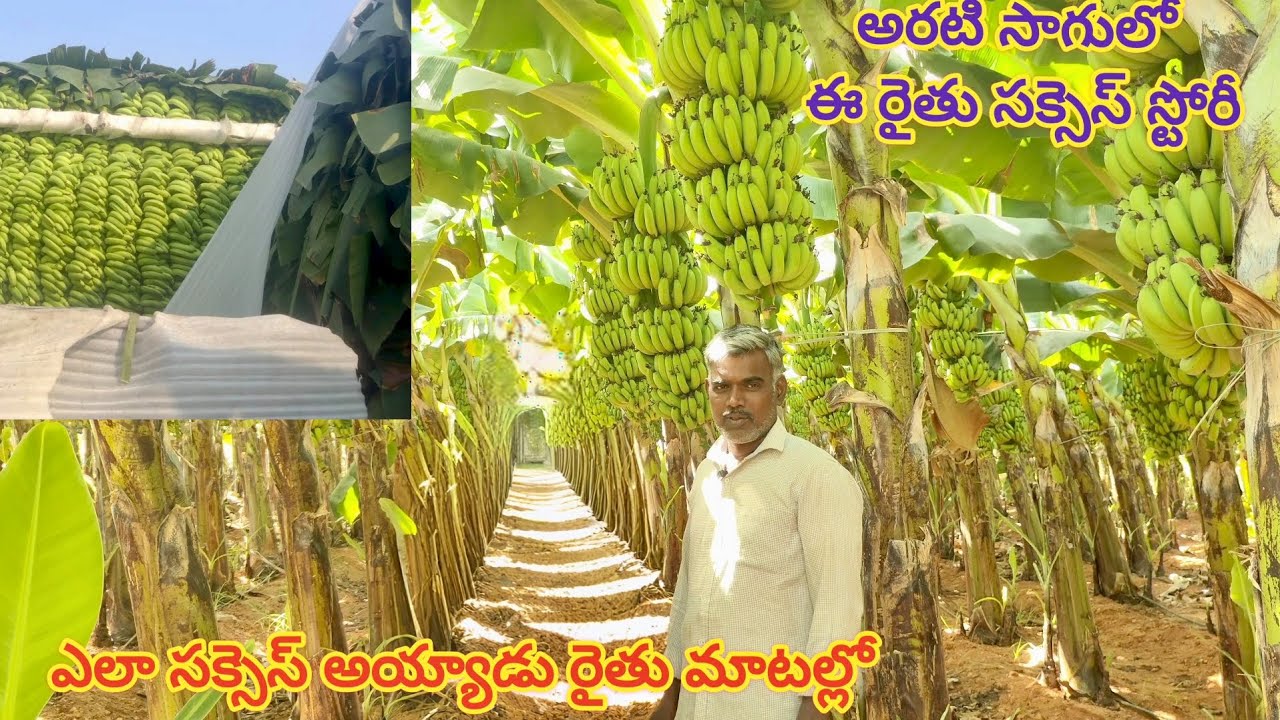 అరటి సాగు ఎలా చేయాలి! Microson banana variet (Microson) best variety banana