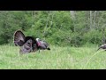 KY turkey beats up jake decoy. Keith W. 2021