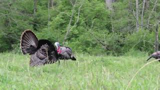 KY turkey beats up jake decoy. Keith W. 2021