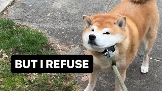 Shiba Refuses to Walk Without Compliments