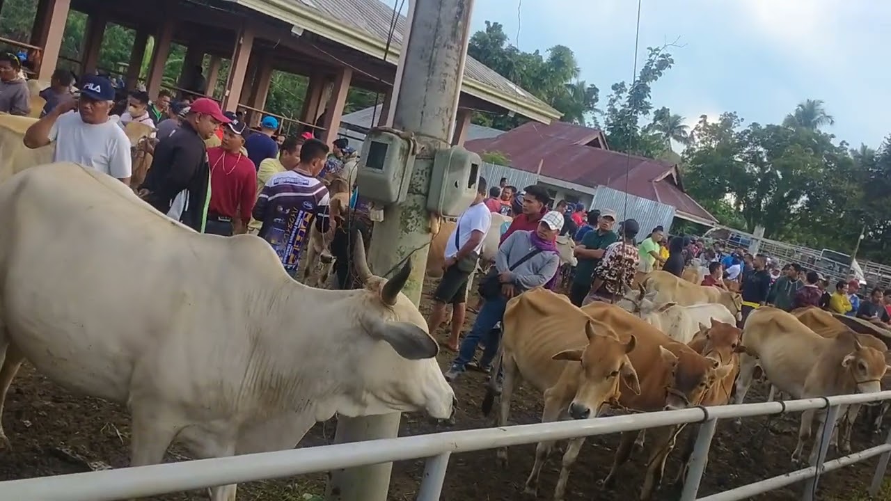 Sagbayan live stock trading....