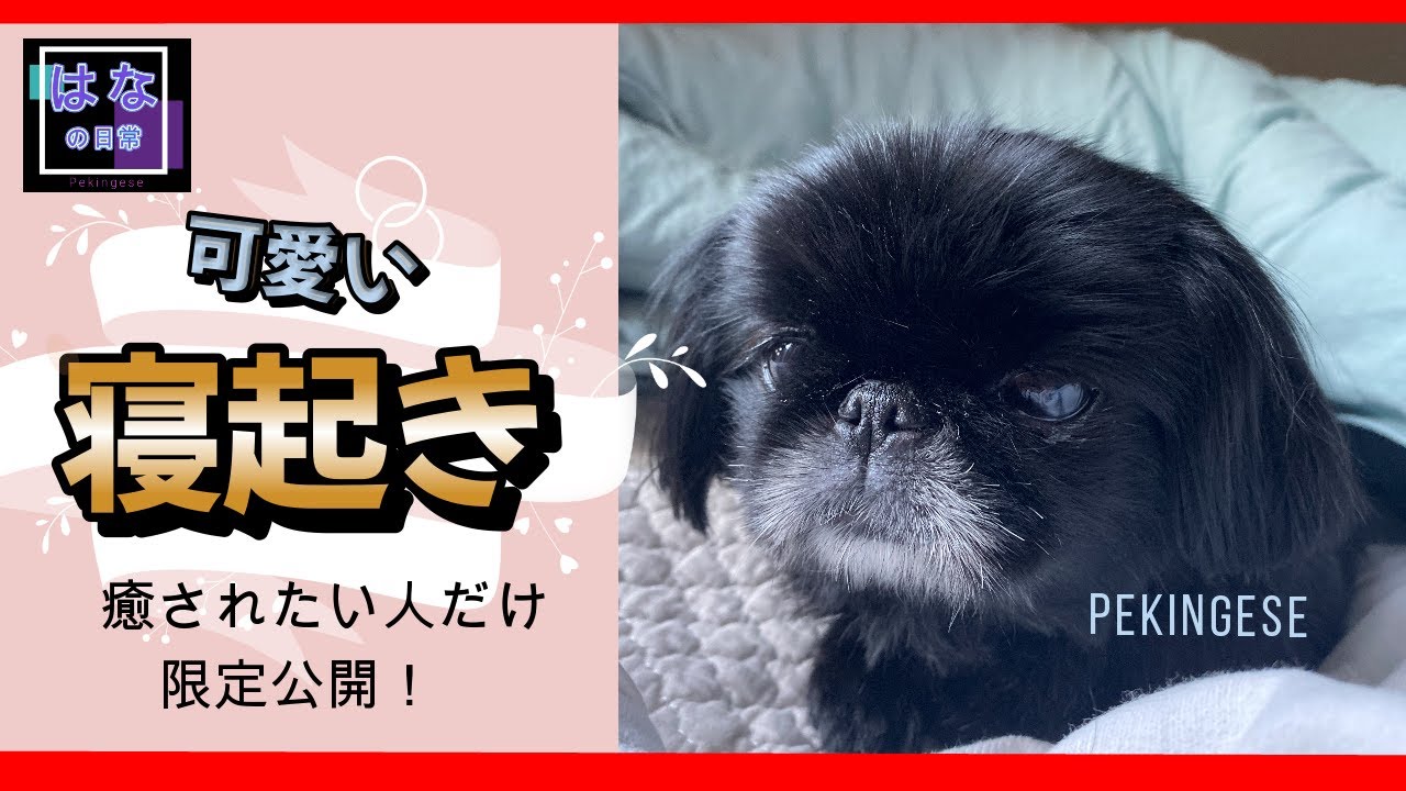 お見舞い ママが体調不良 心配するペキニーズはなちゃん 犬 Peki Youtube
