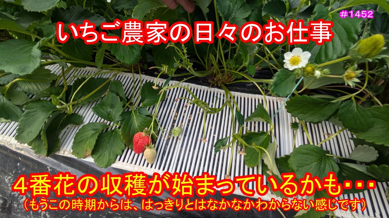 The harvest of the fourth bloom may have begun (It's hard to