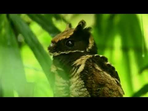 Great Eared-nightjar (Lyncornis macrotis)