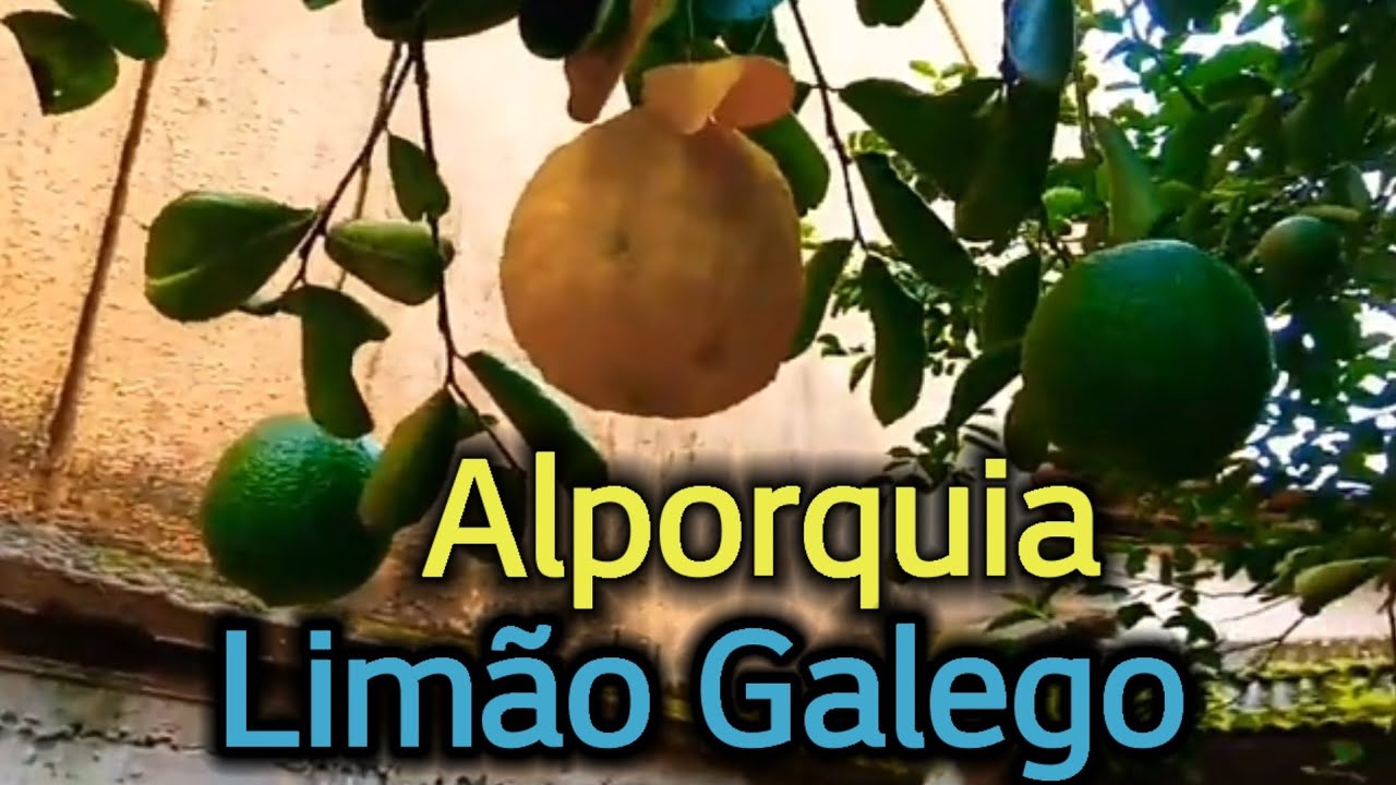 #ALPORQUIA EM LIMÃO GALEGO