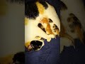 The first touch of motherly love: Warmth felt at the moment of birth 😸😸 #catvideos #funnycats