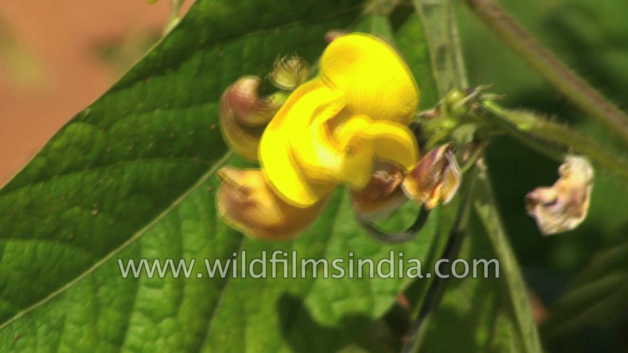 Bean cultivation in Bangalore, India YouTube