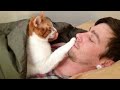 The alarm clock will not be necessary when you have CATS - Funny Cat and Human