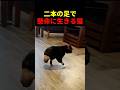 二本の足で懸命に生きる猫 #動物 #ペット #かわいい #癒し #animals #猫 #子猫