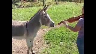 Lhmar Tay Tsnt Hsn Mna