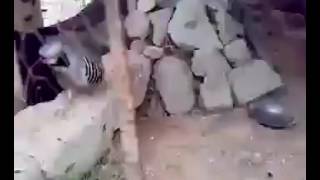 Oremar keklik ütüşü (kew