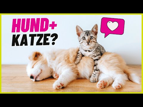 Video: 17 Hunde, die Mitglieder des Hundes Shaming Pittie Committee sind