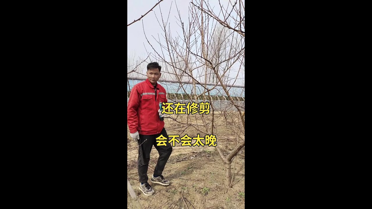 继续修剪