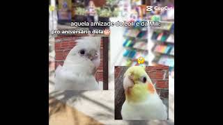 Aquela amizade do lori e da mili #calopsita #oloriemili #cockatiel #capcut #oficial #shortsvideo