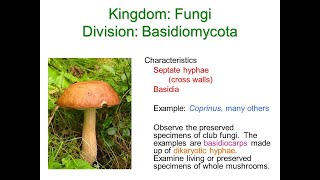 Basidiomycota Fungi And Deuteromycota Fungi Youtube