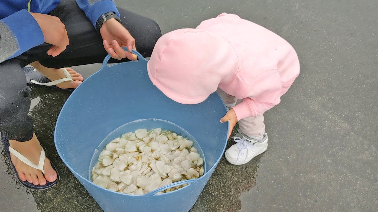 Pick Your Own Pipis (Cockles) in Coromandel Peninsula New Zealand