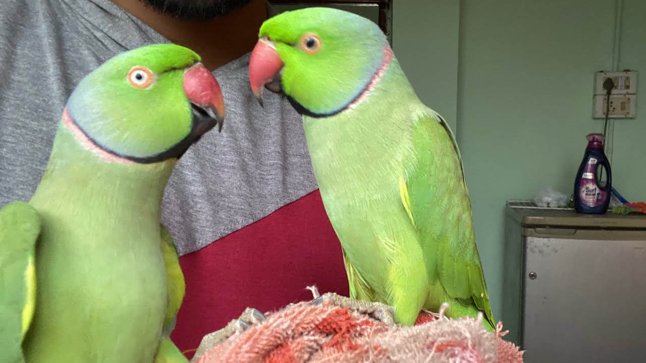 Mitthuwa is fine now 😊 || Talking parrot Destech 