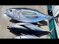Catching yellowfin tuna🎣