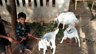 Cute Baby Goats two Cute And Funny Baby Goats Compilation Most Funny Videos by Film Fun Moz 141 views 7 years ago 3 minutes, 13 seconds