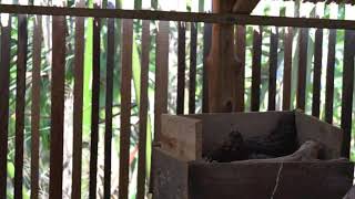 Panen campursari #3 ayam KUB