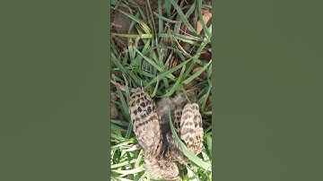 Cat attack on a partridge🦃🐈