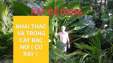 KHAI THÁC CÂY BẠC HÀ NÚI ( Củ ráy ) RẤT DỄ DÀNG