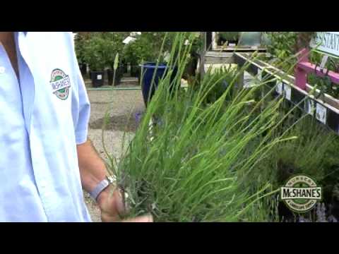 How To Grow Lavender 