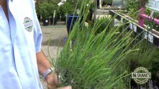 How To Grow Lavender