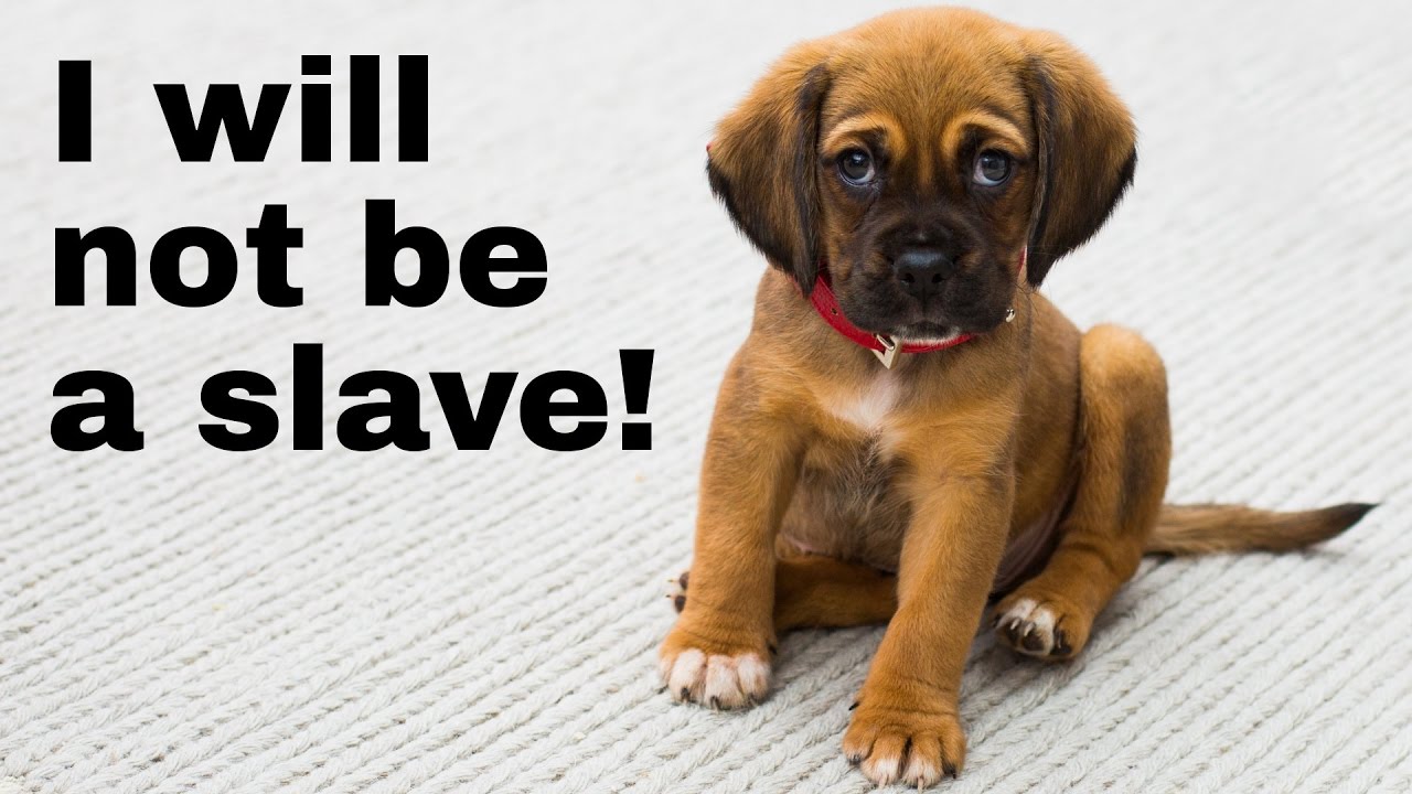 PETA wants "masterless" dogs?