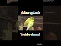 thattiputta  song [maamanithan] ilaiyaraja.music