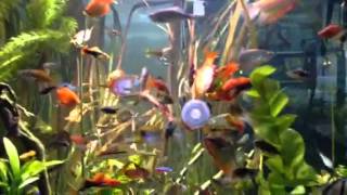 Our Planted Aquarium