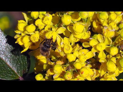 Wideo: Cierniste Liście Magonii