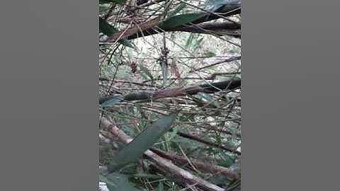 Săn bắt ong rừng Trà My