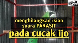 Langkah cara untuk menghilangkan isian suara parasit pada cucak ijo