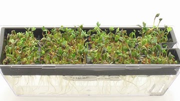 Bean Time-Lapse - 25 days | Soil cross section
