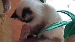 Birman cat playing (sacré de Birmanie joue)