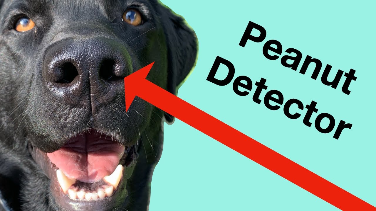 Allergen Detection Dog Searching Snacks for Peanuts