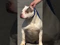 This American Bully is Pure Muscle! 💪🔥 #americanbully #pocketbully #dailyshorts